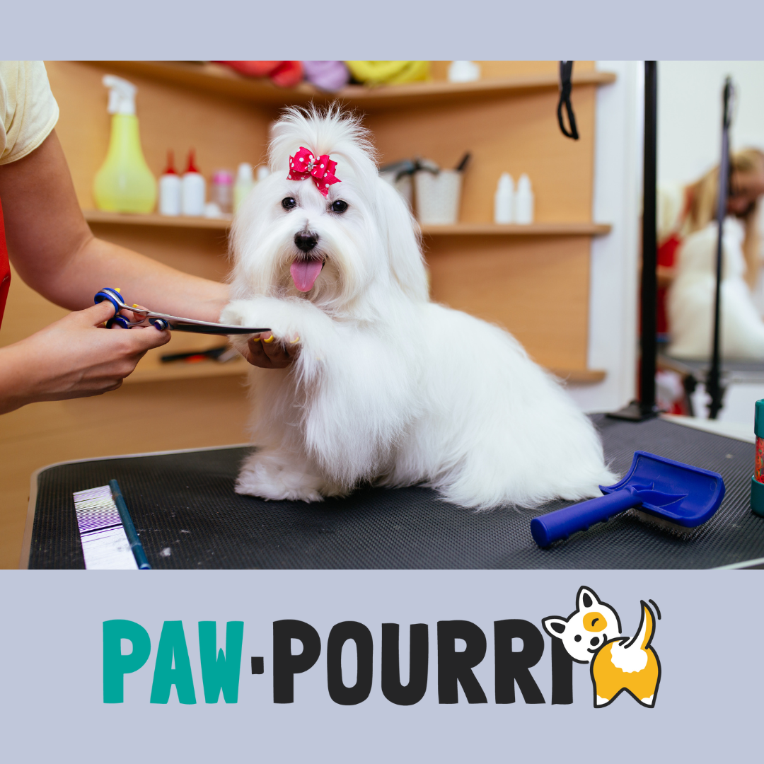 Hygiene Doesn't Have to Be Ruff: Keeping Your Dog Clean and Healthy ...